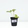 Strawberries Garden Vima Kimberly (Kimberly), P9 pot, 1 pc, summer 2024