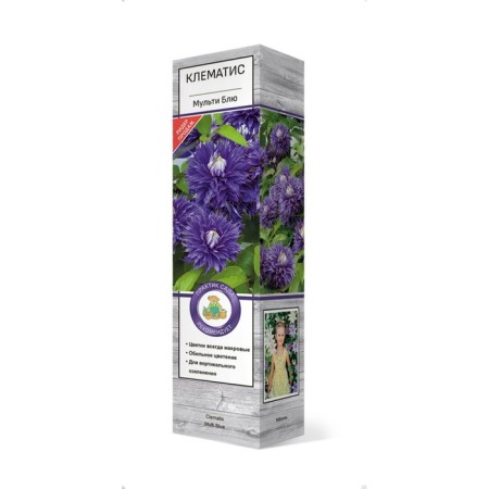 Clematis large -flowered "Multi Blue" 1 pc, tube, spring 2025