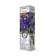 Clematis large -flowered "Multi Blue" 1 pc, tube, spring 2025