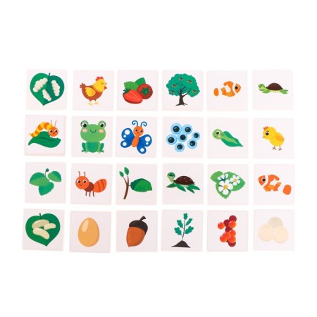 Developing set "Evolution", animals, plants, insects-4