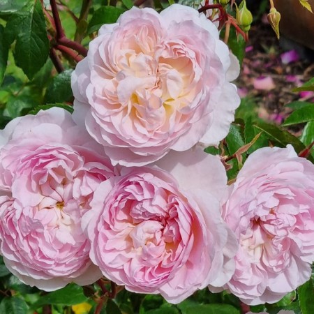 Seedling rose English park "Silas Marner", tube, 1 pc, spring 2025