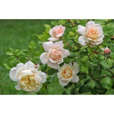 Seedling rose English park 