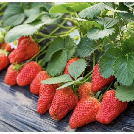 Strawberry seedlings of frigo pyirsinki (pircinque) a (9-15 mm), p9 pot