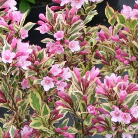 Veigel seedling flowering "Magical rainbow", P9 pot, summer 2024