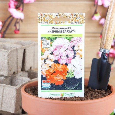 Flower seeds Pelargonium "Black velvet", mixture 5 pcs