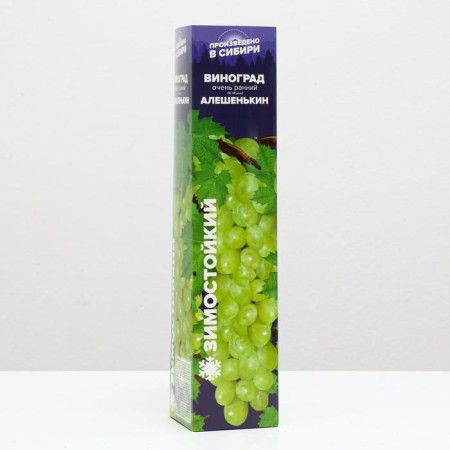 Grape seedling Aleshenkin, spring 2024, 1 pc.