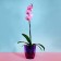Pot for orchids, 2 l, 14.8 × 16.2 cm round, plastic, transparent purple