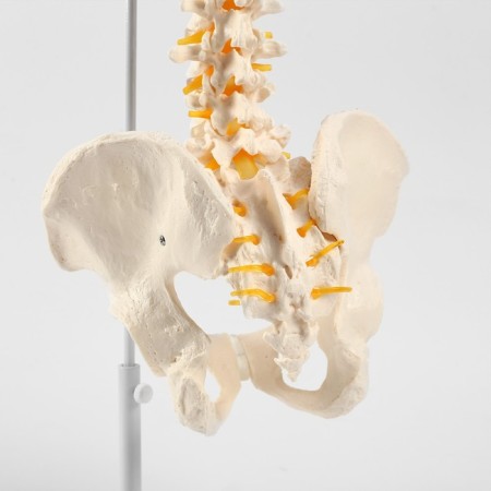 Ladmer's model "Human spine" 74cm-3