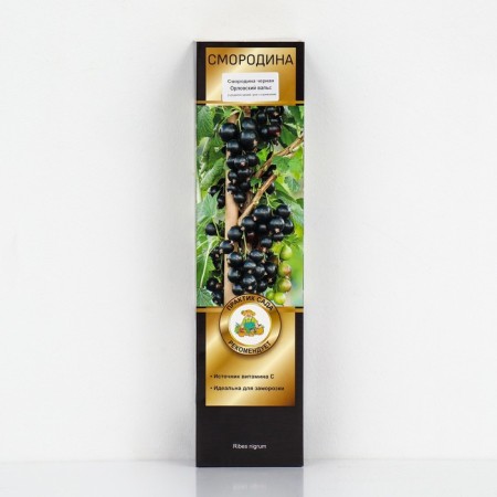 Currant Black Prospective varieties "Oryol waltz", 1 pc, tube, spring 2025