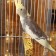 Grain sticks "Pigzon" for birds, with fruits, 2 pcs, 90 g