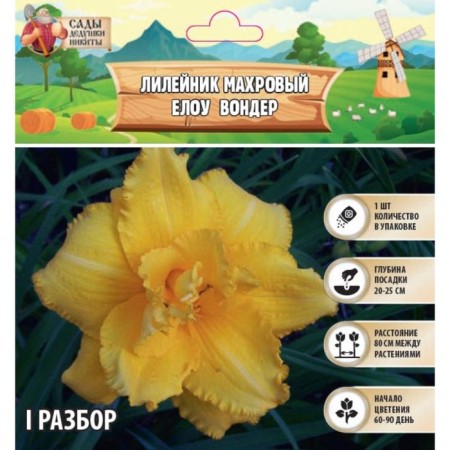 Lilenik "Double Yellow Wonder", rr I, 1 pc, spring 2024