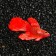 Decor for the Aquarium "Fighting Fish" Silicone, with a neon effect, 8 x 1.5 x 5.2 cm, kra 71088