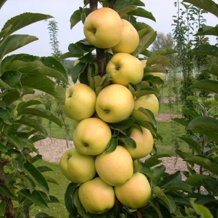 Seedling apple tree columnar garland, pot 9*9*14, summer 2025