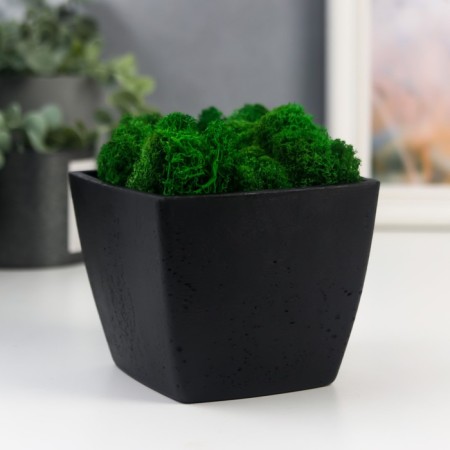 Concrete Kashpo "Classic" with moss height 9 cm black (moss green stabilized)