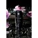 SHUNGA Cream "Secret Garden", exciting, 30 ml