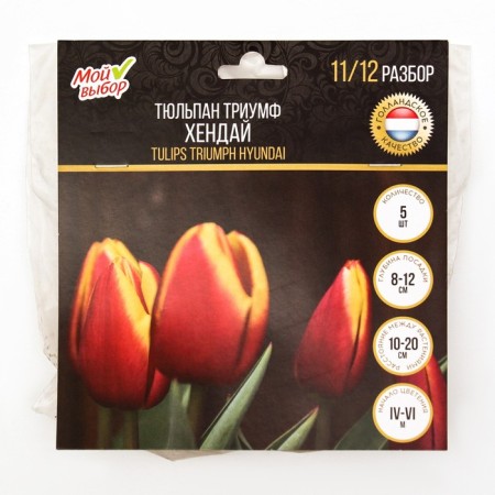 Tulip Triumph Hyundai, rr 11/12, 5 pcs, autumn 2024-2