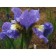 Iris Siberian magnetism, rr I, 1 pc, spring 2025