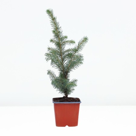 Prickly spruce "Glauka", P9, 1pc, h 3-20 cm, spring 2024-1