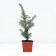Prickly spruce "Glauka", P9, 1pc, h 3-20 cm, spring 2024