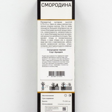 Currant Black Prospective varieties "Arkady", 1 pc, tube, spring 2025-1