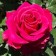 Curasao rose seedling, 1 pc, spring 2024