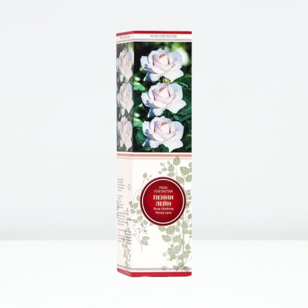 Seedling rose Pleshny "Penny Lane", Tuba, 1 pc, Spring 2025