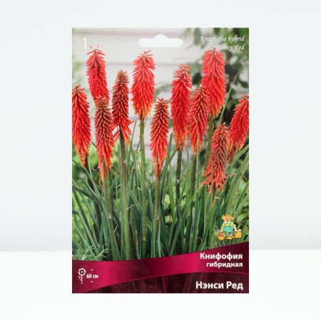 Signfofia hybrid nancy ed, rr I, 1 pc, spring 2025