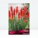 Signfofia hybrid nancy ed, rr I, 1 pc, spring 2025