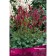 Menzisa hemons, 1 pc, rr I, spring 2025