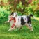 Rubber toy "3 sausages" on a rope, 50 cm, mix
