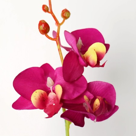 The composition in the pot "Orchid" 6x23 cm, mix-1