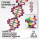 Layout "Building of the DNA molecule", 45cm