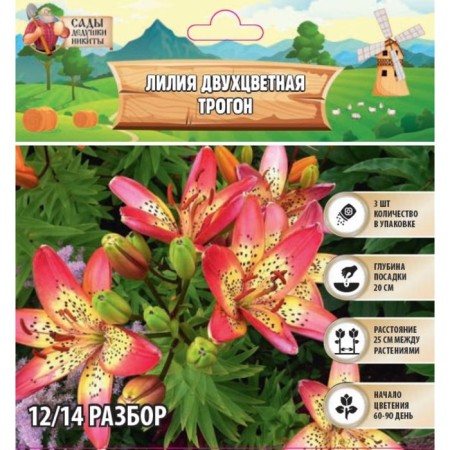 Two-color lily "Trogon", rr 12/14, 3 pcs,-1