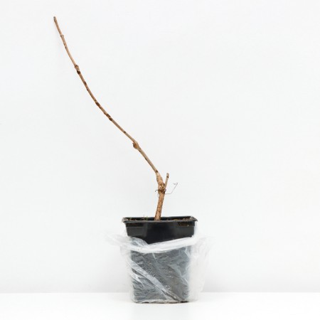 Seedling girl five -line grapes (p9), 1 pc, spring 2024-2