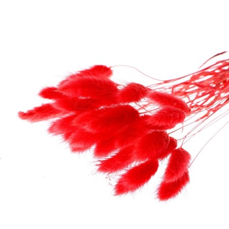 Dry -flowers "Lagurus", set of 30 pcs., Red color-3