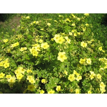 Seedling Kuril tea (cinquefoil) Katerina Duks, pot P9, summer 2024