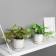 Bonsai in the pot "Filodendron ultra premium" (soft sheet) 15x7 cm, mix