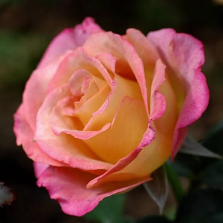 Seedling rose "Michelle Serro", tube, spring 2025