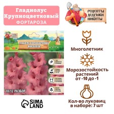 Гладиолус Крупноцветковый "Fortarosa", р-р 8/10, 7 шт ,