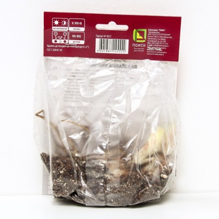 Lilia Asian terry Aphrodite, 14/16 rr, 2 pcs. 110 h (cm), autumn 2024-1