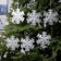 Garland “thread” 2 m with nozzles “Matova Snowflake”, IP20, transparent thread, 36 LED, glow warm white, 220 V