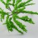 Artificial plant for creativity plastic "Iva" 3x6 cm