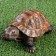 Garden figure "Turtle" brown, 19x13x10cm