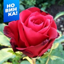 Rose Tea-Hybride Selena