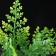 The plant is artificial aquarium, up to 13 cm