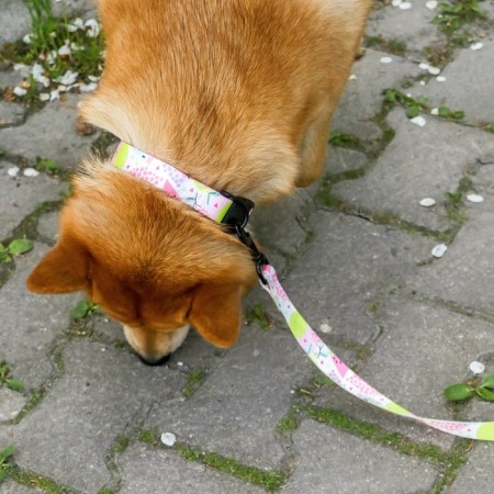 Collar "juicy mood", fastener - fastx, 2.5 cm, 40-55 cm-8