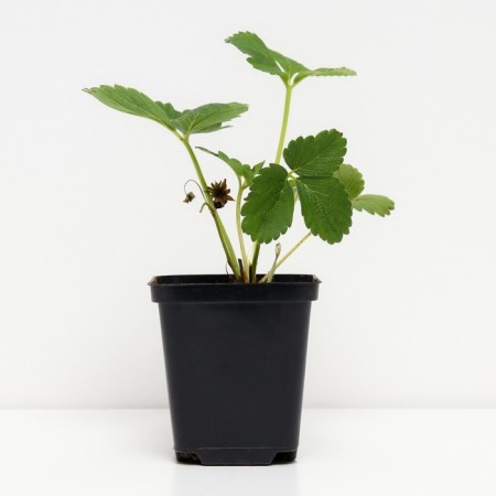 Strawberry Garden Vim Rina, P9 Pot, 1 pc, summer 2024-1