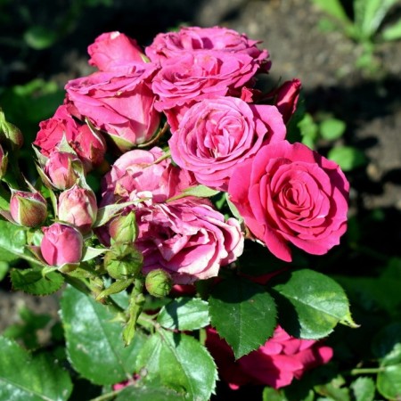 Seedling rose "Hikho", tube, spring 2025
