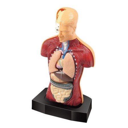 Scientific experience "Body structure"-2