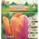 Tulip Triumph Jimmy, district 11/12, 5 pcs, autumn 2024